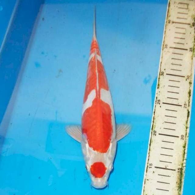 30cm DOITSU HIKARI