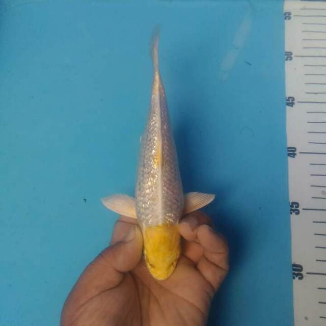Hariwake
