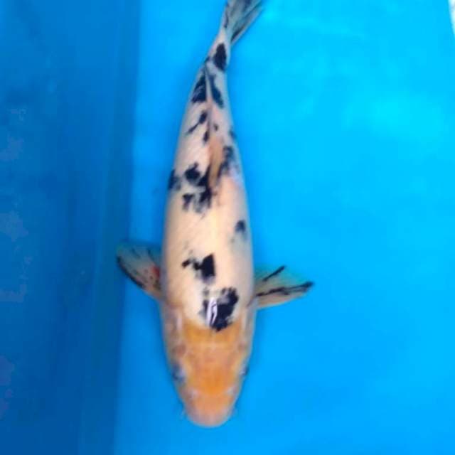 BEKKO