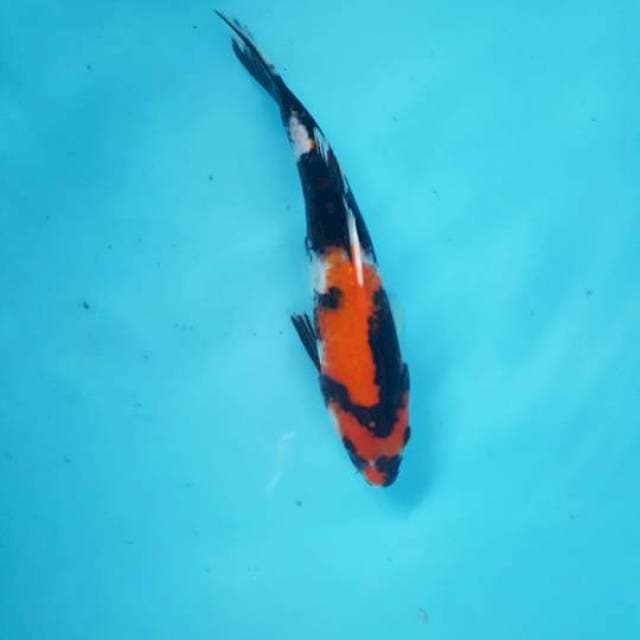Showa 27 cm