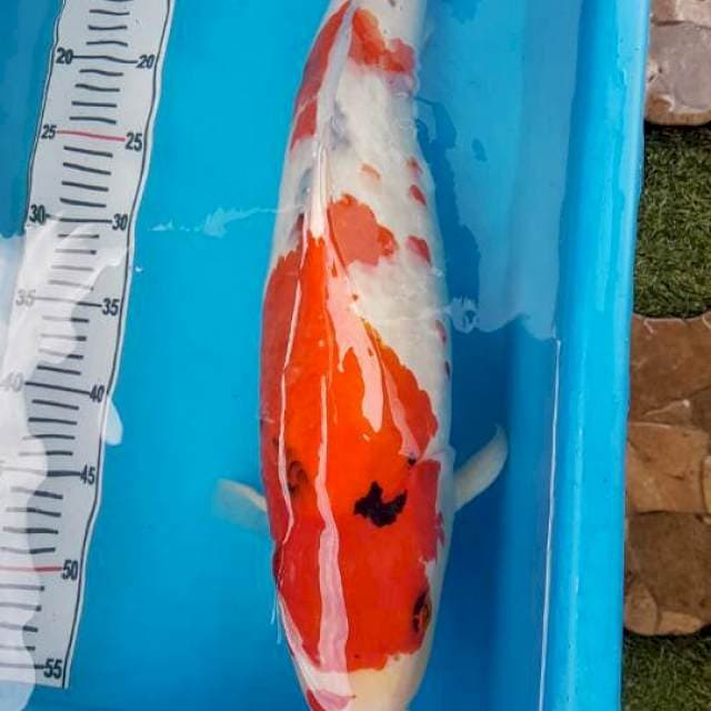 Showa Sanke Import Serti