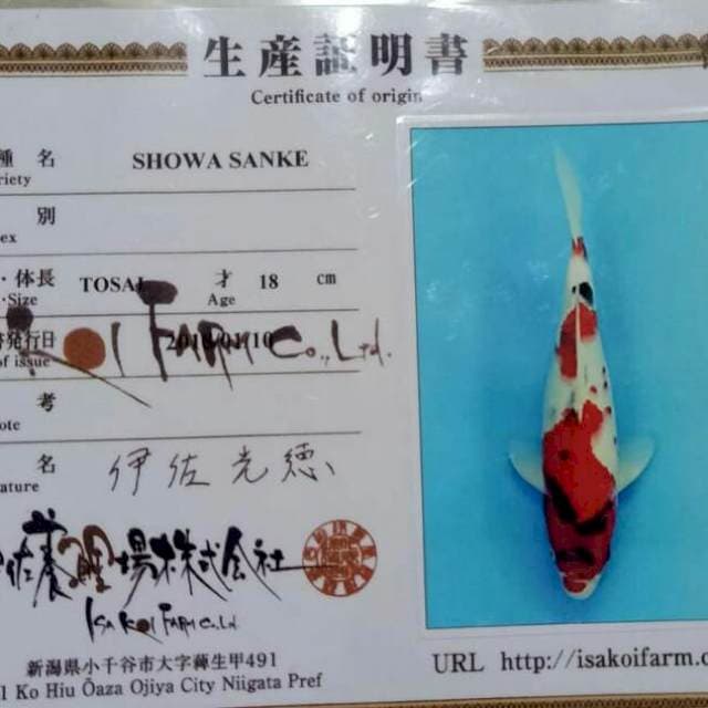 Showa Sanke Import Serti