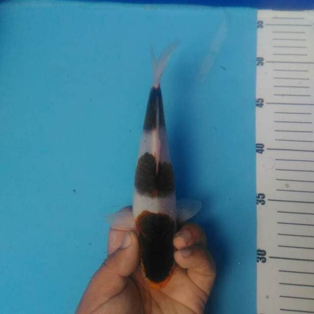 Budho goromo