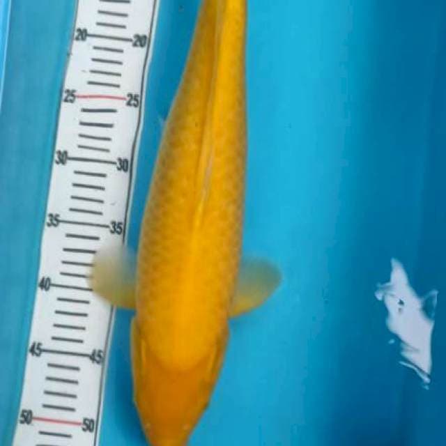 Karashi Yellow Lemon