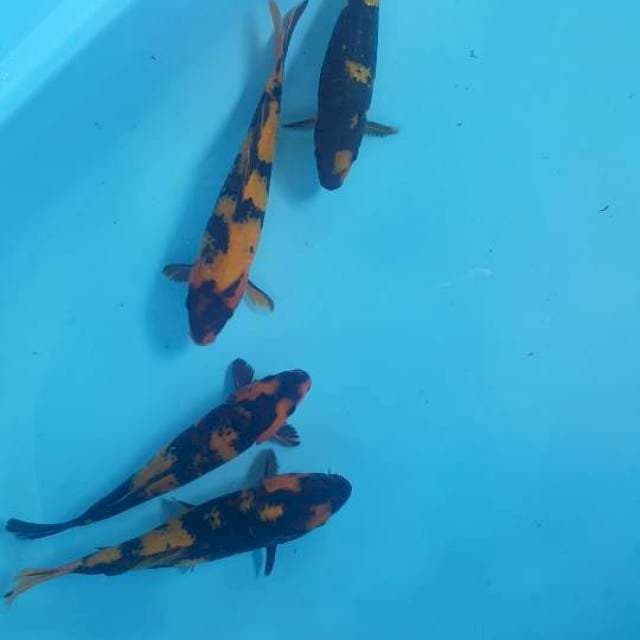 4 Utsuri 25 cm