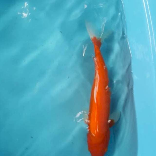 Aka hajiro 39 cm