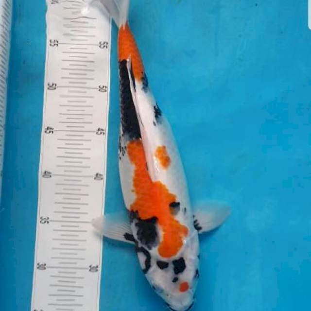 Showa 38 cm bersih