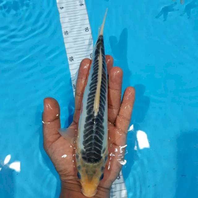 Shusui 25 cm
