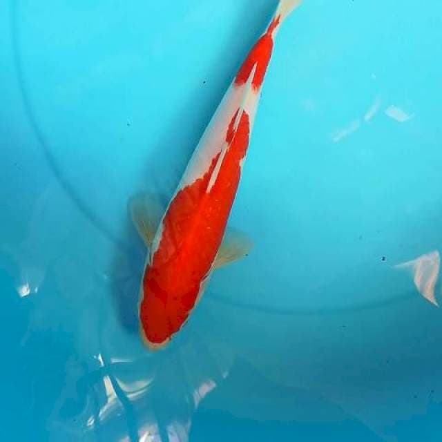 Genkoi 014 ~ HQ KOHAKU