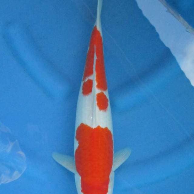 F1 Jumbo Tosai Kohaku Original 41cm