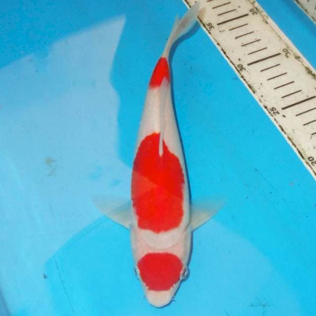 KOHAKU HQ