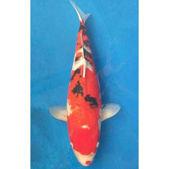 Okawa Jumbo Male Sanke