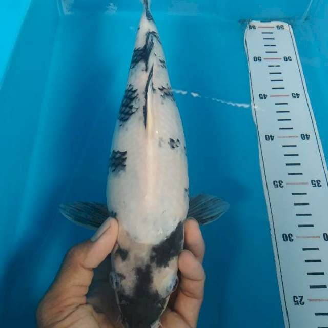 Shiro 32 cm
