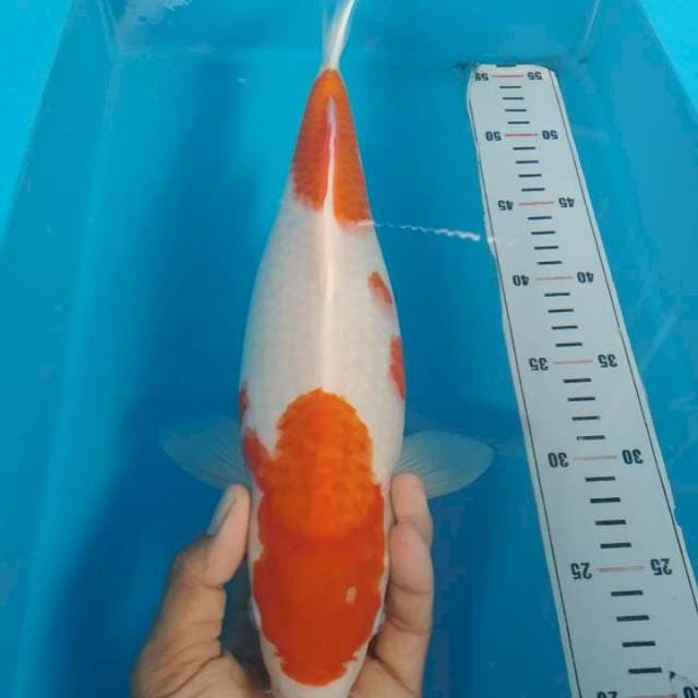 Kohaku 34 cm