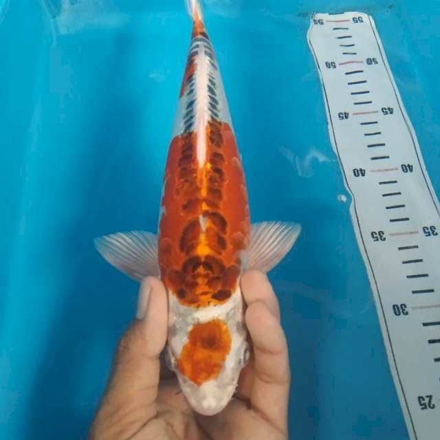 Kojaku 25 cm