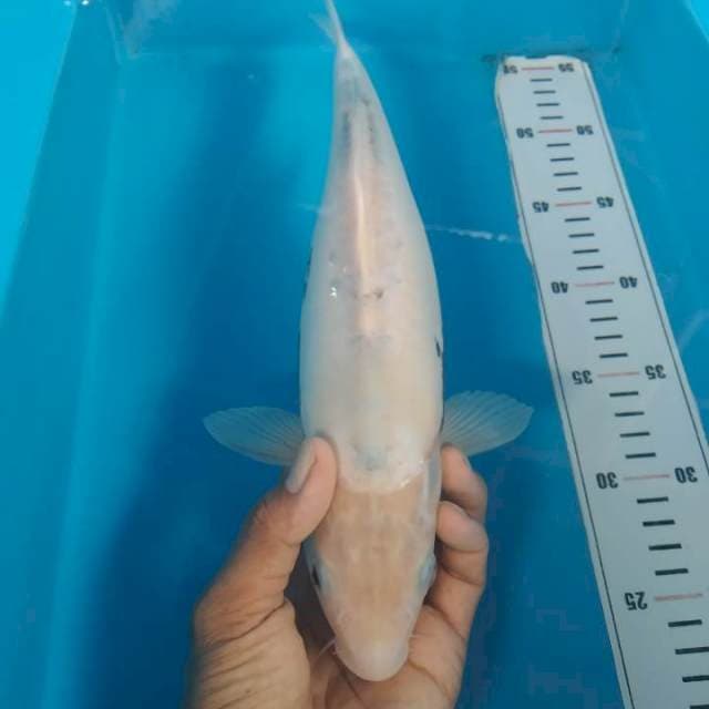 Kumonriyu 34 cm