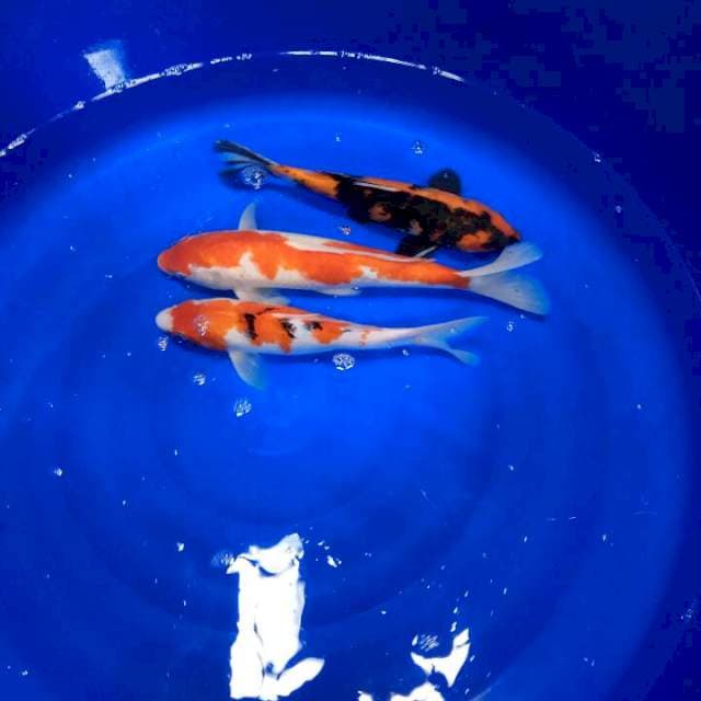 Gosanke 29,30,31 cm