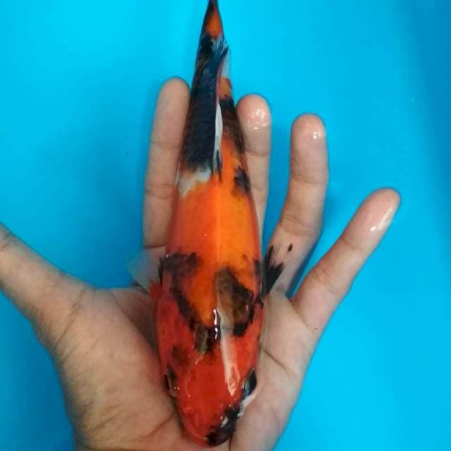 Showa 20cm