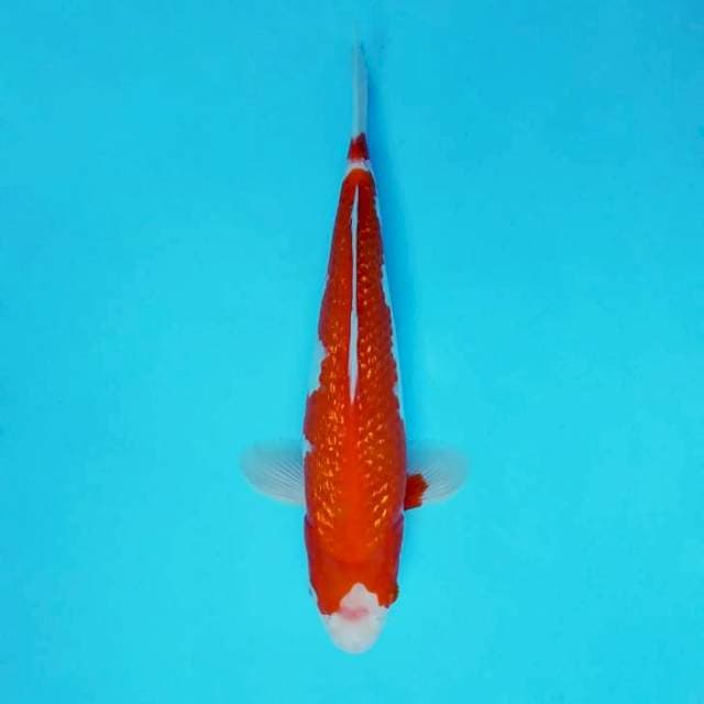 HANA 16 - KOHAKU GIN RIN ®