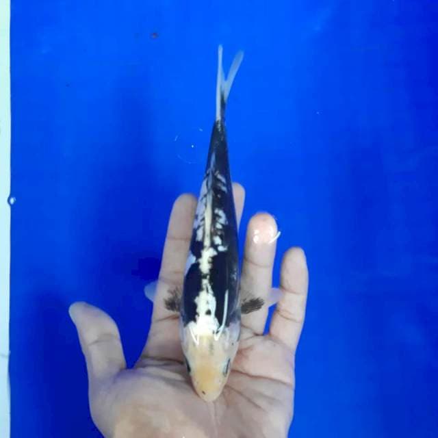 Kumon*21cm