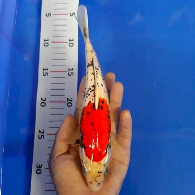 Langka benimatsukawabake*25cm