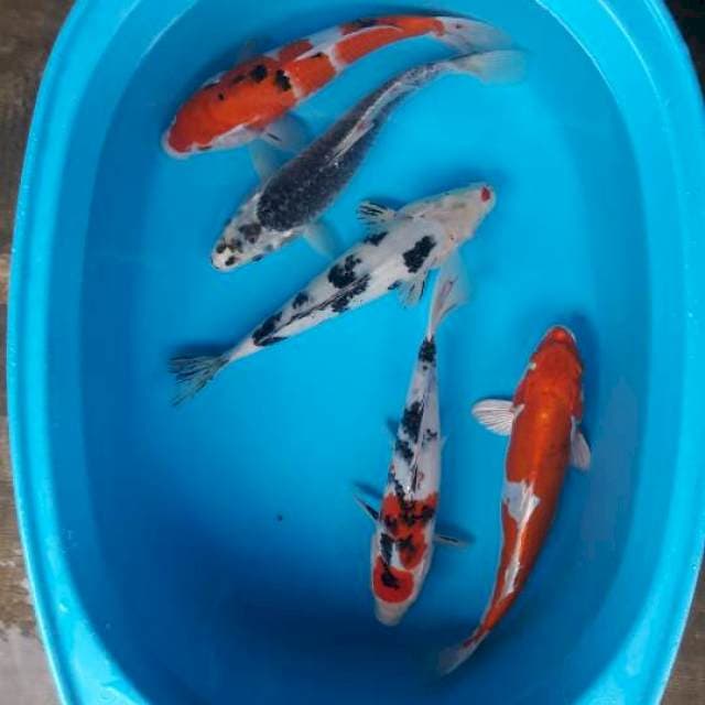 28 cm mix