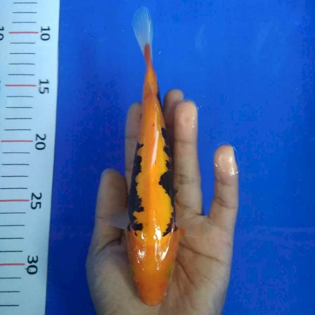 22cm kumon