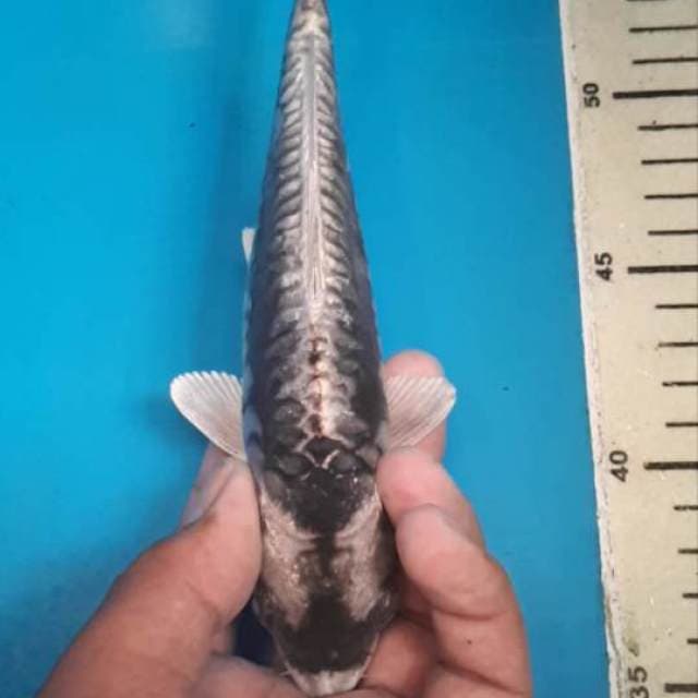 Kabuto aragoke sisik rapi 20 cm