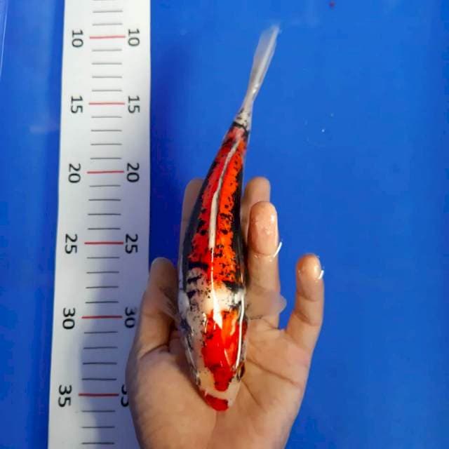 Bemon *22cm