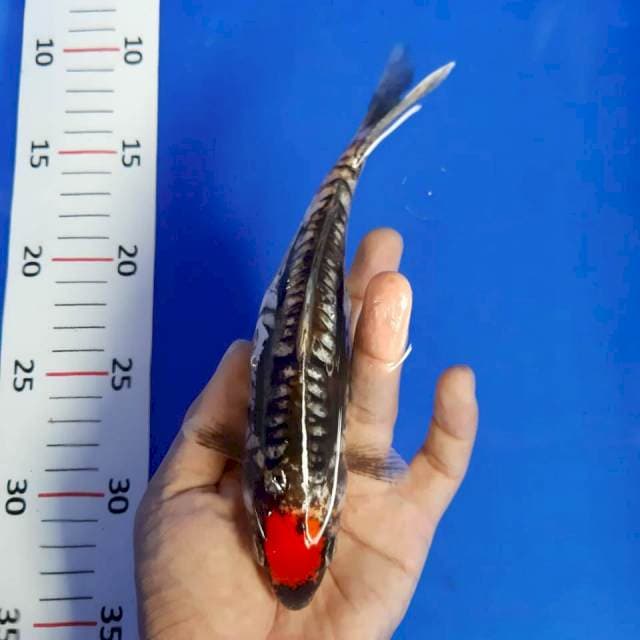 Tancho bemon*20cm ori