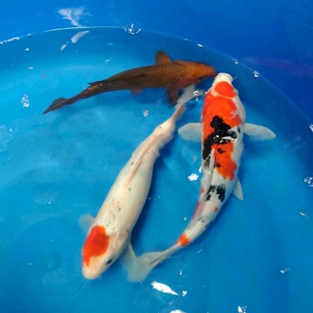 Tancho sanke ori 30cm bns 30,29cm