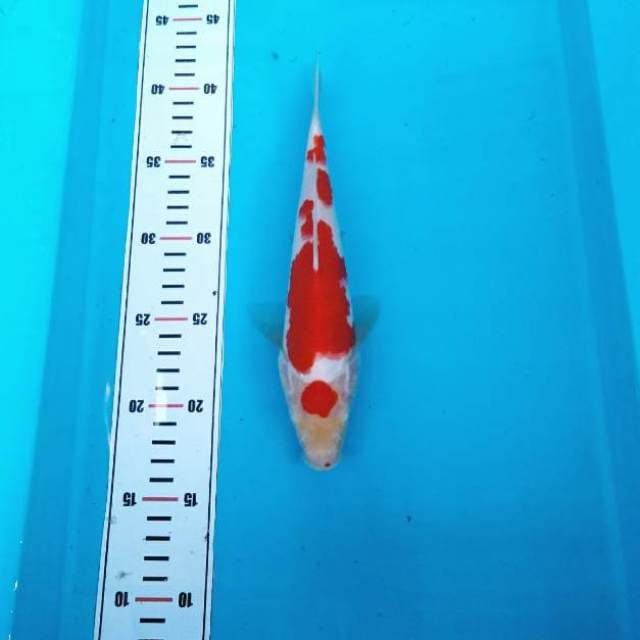 Kohaku original