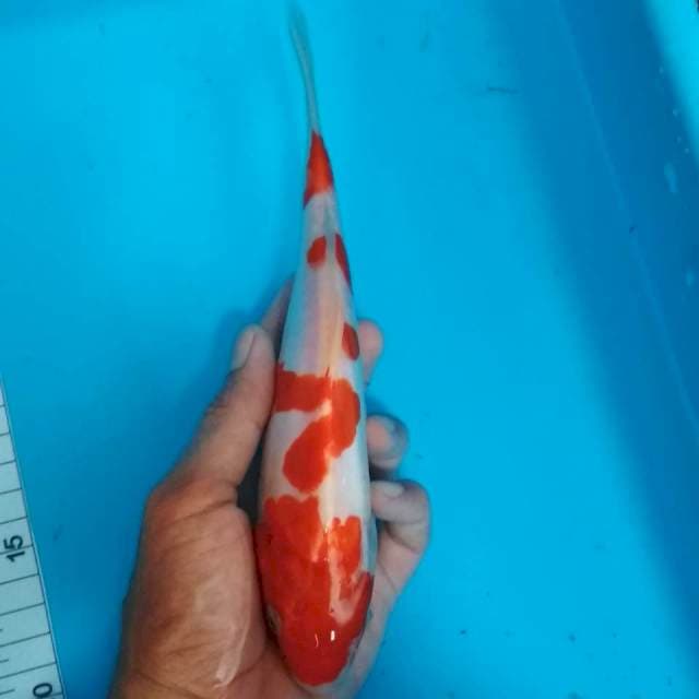Kohaku doit 21cm