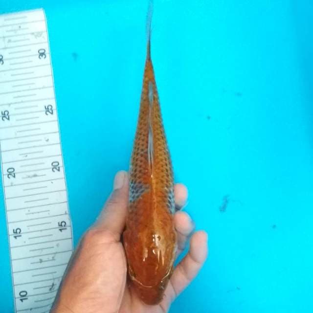 Chagoi 22cm