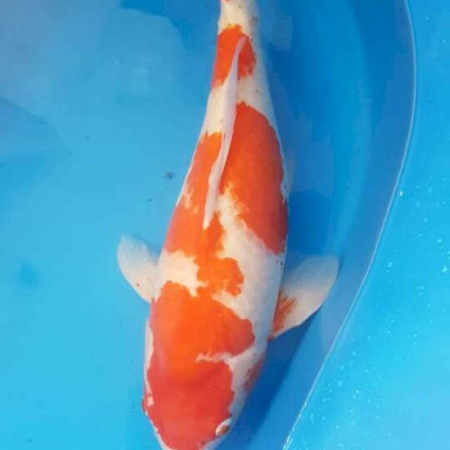 Kohaku import farm Sakai Non Serti