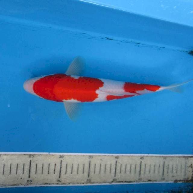 Kohaku28cm