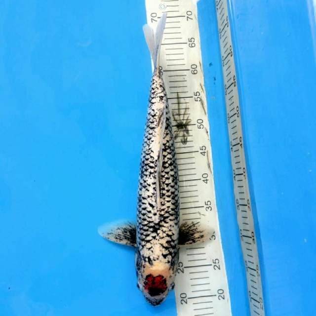 TANCHO BENIMATSUKAWABAKE 47 CM MALE