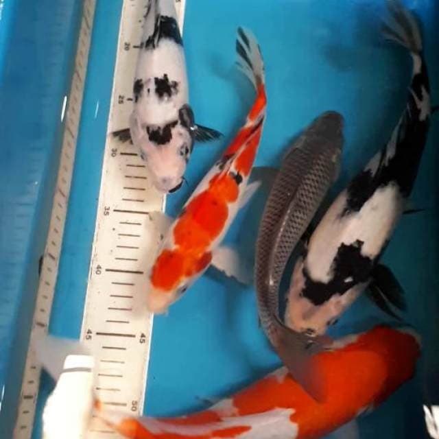 Mix kohaku shiro sanke suragoi 26 sampai 32 cm