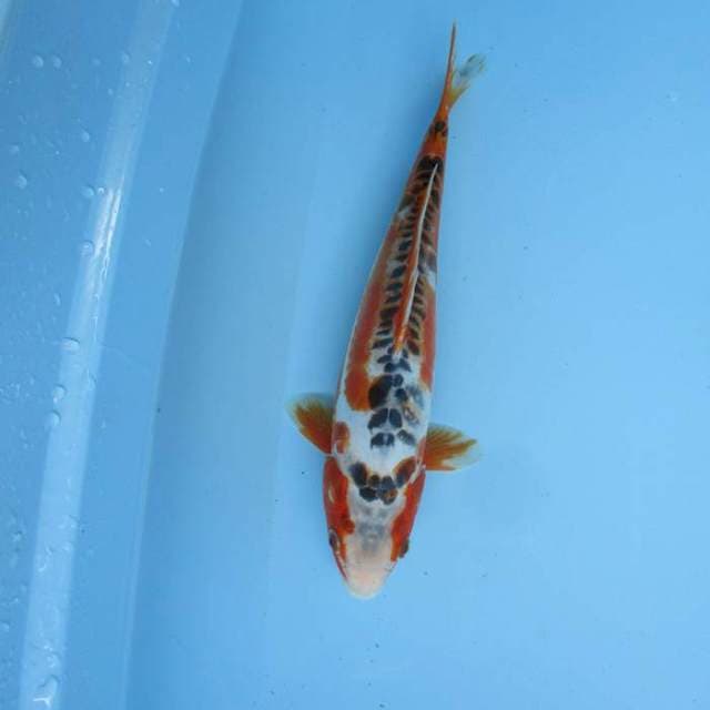 Hanasusi ±35cm