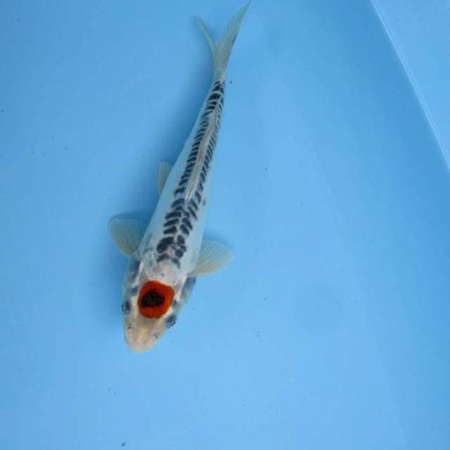 Tancho ±25cm