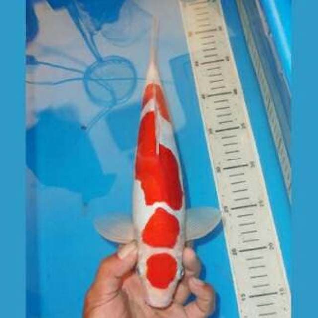 KOHAKU MARUTEN