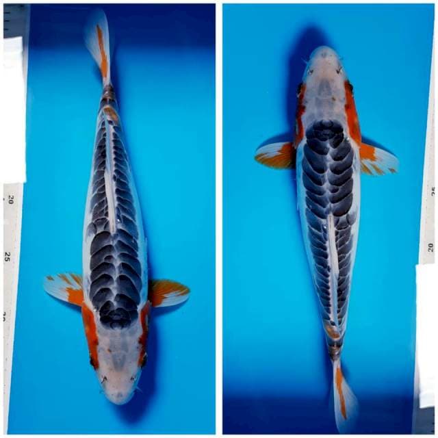 SHUSUI RING RAPI 32cm FEMALE