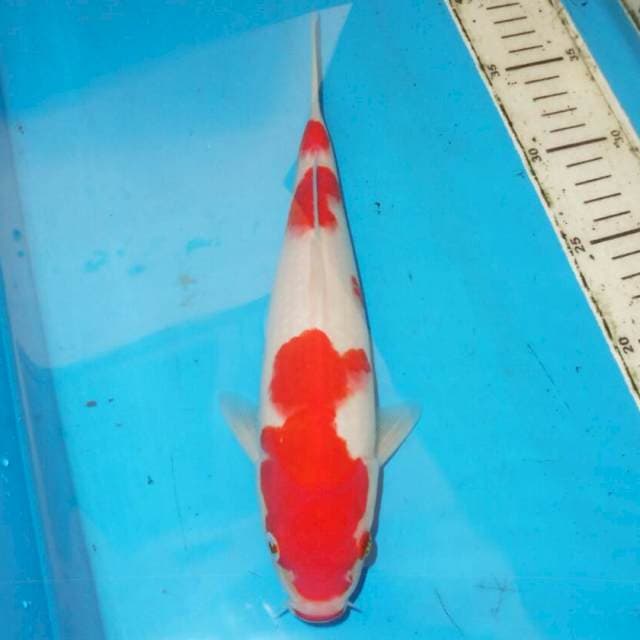 KOHAKU RAPI