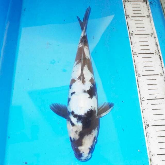 32cm SHIRO DOIT MURNI