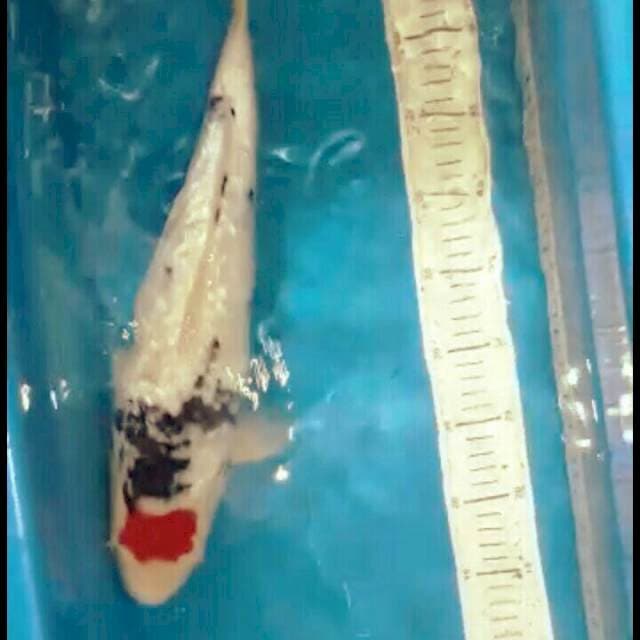 Tanco showa hq 41cm