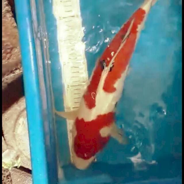 Sanke hq 46cm