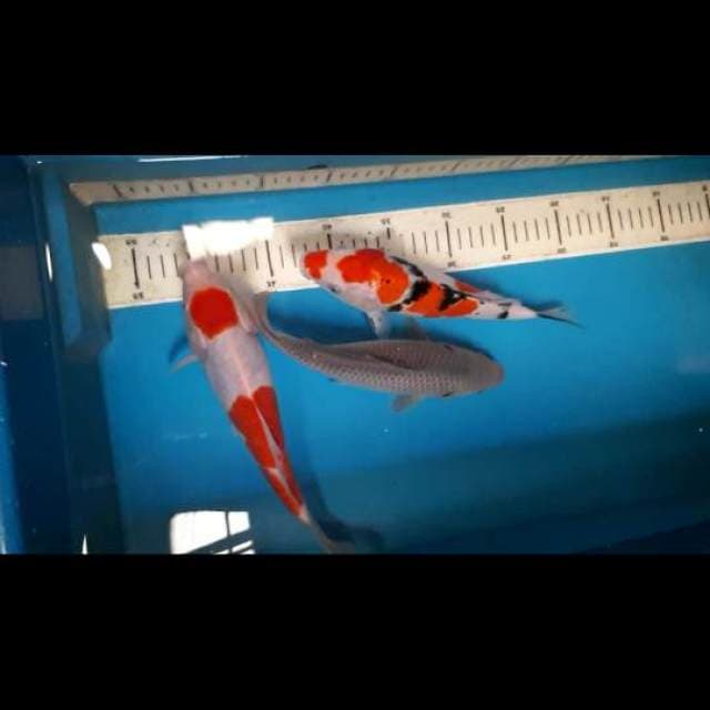 Mix kohaku sanke suragoi ring rapi 26 cm