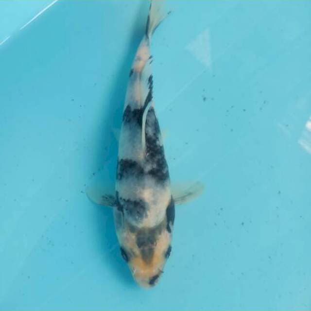 Siro kifing 17cm