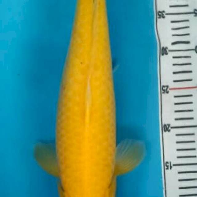 Karasi Import Marudo Koi Farm Japan