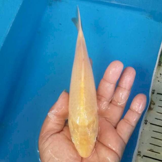Karashi mata merah